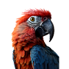 Parrot