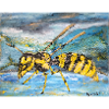 Wasp