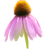Coneflower coneflower