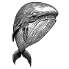 Whale's Grace