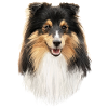 Sheltie