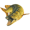 Hecht Angeln Raubfisch