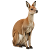 Kangourou