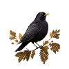 Blackbird