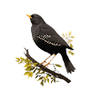 Amsel