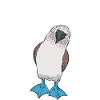 Blue-footed Booby Seabird