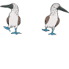 Blaufußtölpel Blue-footed Booby Seevogel
