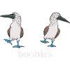 Blaufußtölpel Blue-footed Booby Seevogel