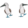 Blaufußtölpel Blue-footed Booby Seevogel