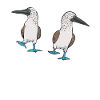 Blaufußtölpel Blue-footed Booby Seevogel