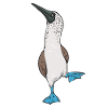Blaufußtölpel Blue-footed Booby Seevogel
