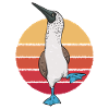 Blaufußtölpel Blue-footed Booby Seevogel