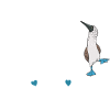 Blaufußtölpel Blue-footed Booby Seevogel