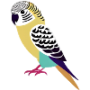 Budgie Bird Propriétaire Bird Cockatiel