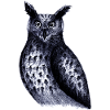 Birds of the Night