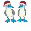 Blue-footed booby Christmas