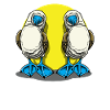 Galapagos Blue-footed Couple