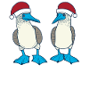 Galapagos Christmas