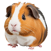 Adorable guinea pig