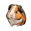 Guinea pig