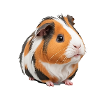 Cochon d’Inde mignon