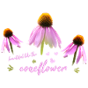 Coneflower Sonnenhut