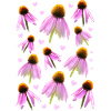 Échinacée conéchinacée