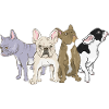 French bulldogs