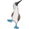 Blaufußtölpel Blue-footed Booby Seevogel