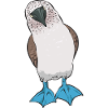 Blaufußtölpel Blue-footed Booby Seevogel