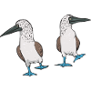Blaufußtölpel Blue-footed Booby Seevogel