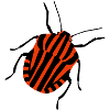 Streifenwanze