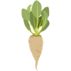 Sugar beet
