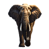 Éléphant