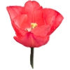 Red tulip flower