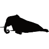 Proboscis - elephant seal and proboscis