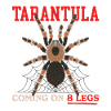 Tarentule Tarentule Araignée Tarentules Cadeau
