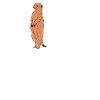 Life Is Better With Meerkats