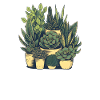 Succulents Funny Saying