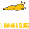 Banana Snail Snail