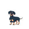 Dackel Dachshund Hund