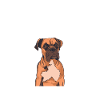 Deutscher Boxer Hund