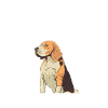 Beagle Hund