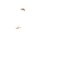 Silkie chicken