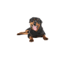 Rottweiler Gifts