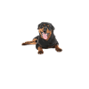 Cadeaux Rottweiler