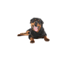 Rottweiler Gifts