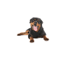 Rottweiler Gifts