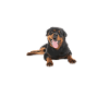 Rottweiler Gifts