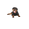 Rottweiler Gifts